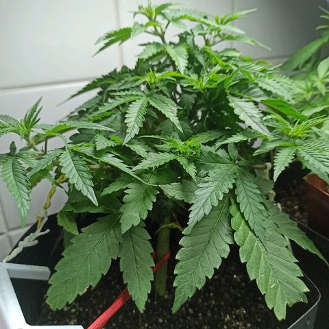 MassSuperSkunk growlog photo: Dia 44