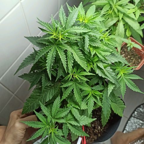 MassSuperSkunk growlog photo: Dia 44