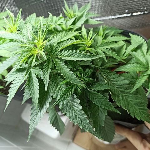 MassSuperSkunk growlog photo: Dia 44