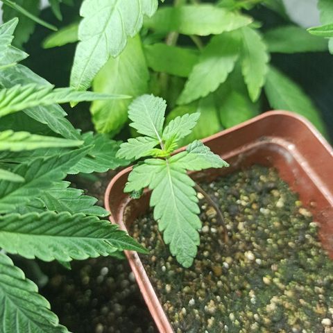 MassSuperSkunk growlog timeline photo