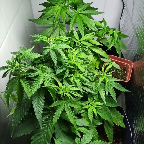 MassSuperSkunk growlog photo: Dia 45