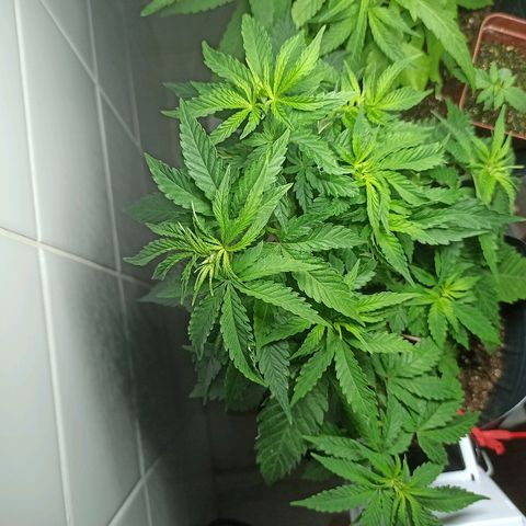MassSuperSkunk growlog timeline photo