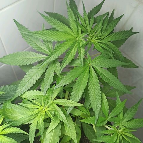 MassSuperSkunk growlog timeline photo
