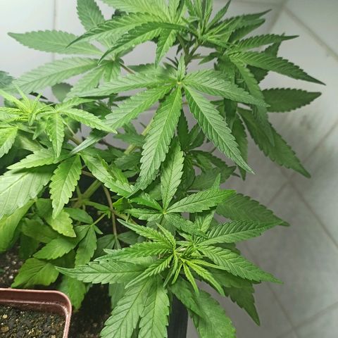 MassSuperSkunk growlog timeline photo