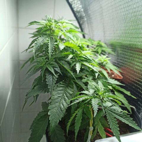 MassSuperSkunk growlog photo: Dia 46