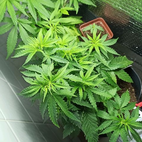 MassSuperSkunk growlog photo: Dia 46