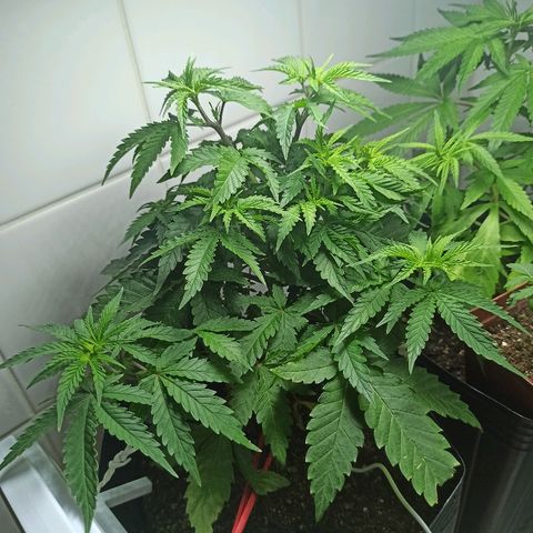 MassSuperSkunk growlog photo: Dia 46