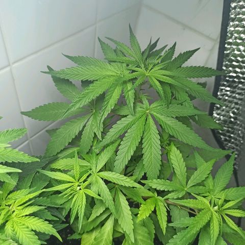 MassSuperSkunk growlog timeline photo