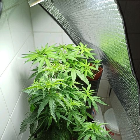 MassSuperSkunk growlog timeline photo