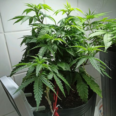 MassSuperSkunk growlog timeline photo