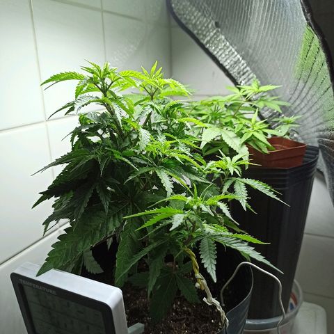 MassSuperSkunk growlog timeline photo