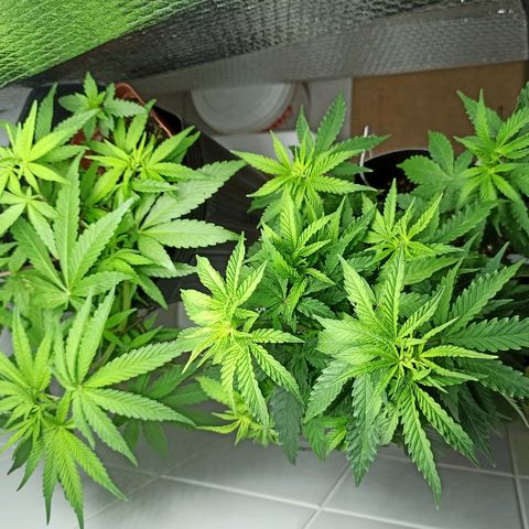 MassSuperSkunk growlog timeline photo