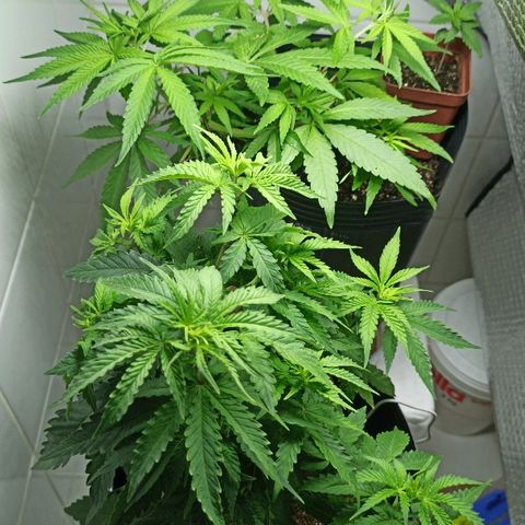 MassSuperSkunk growlog timeline photo