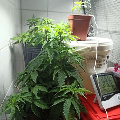 MassSuperSkunk growlog timeline photo
