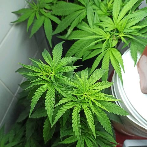 MassSuperSkunk growlog timeline photo