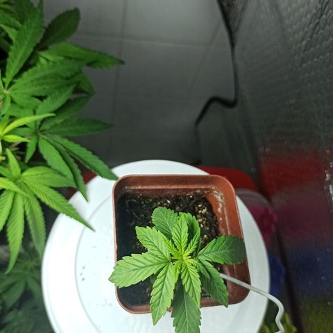 MassSuperSkunk growlog timeline photo