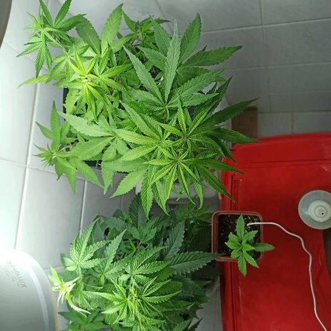 MassSuperSkunk growlog timeline photo