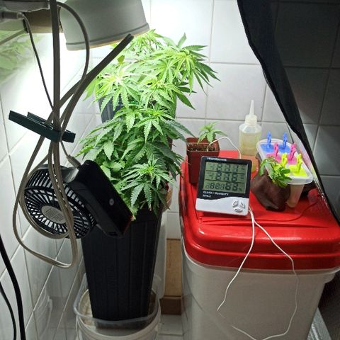 MassSuperSkunk growlog timeline photo