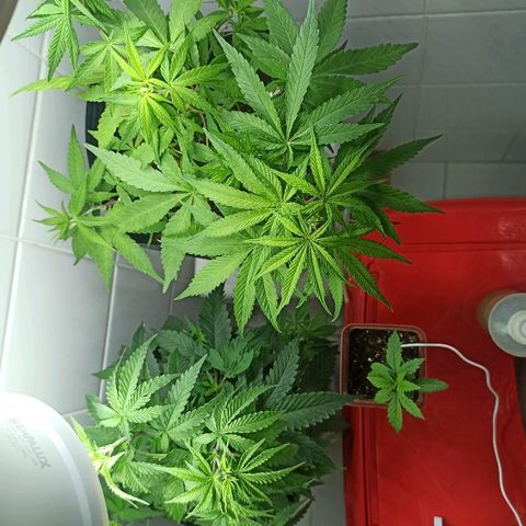 MassSuperSkunk growlog timeline photo