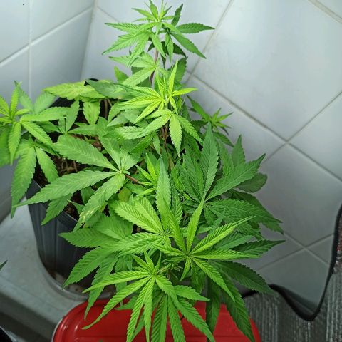 MassSuperSkunk growlog timeline photo