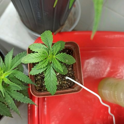 MassSuperSkunk growlog timeline photo