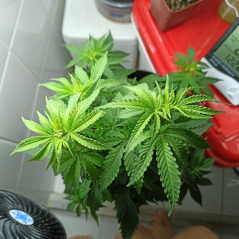 MassSuperSkunk growlog timeline photo
