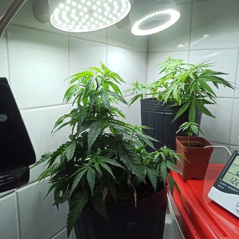 MassSuperSkunk growlog timeline photo