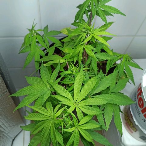 MassSuperSkunk growlog timeline photo