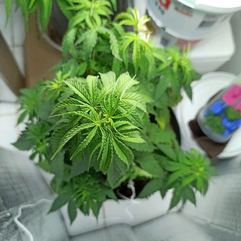 MassSuperSkunk growlog timeline photo