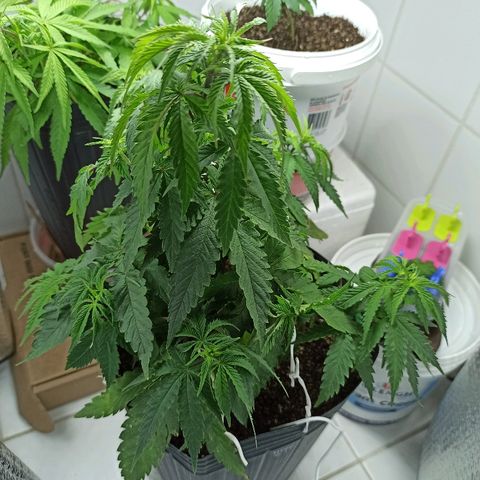 MassSuperSkunk growlog timeline photo