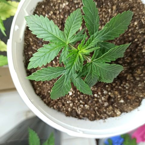 MassSuperSkunk growlog timeline photo