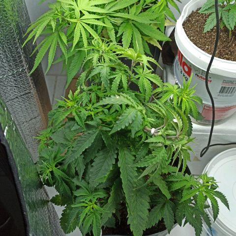 MassSuperSkunk growlog timeline photo