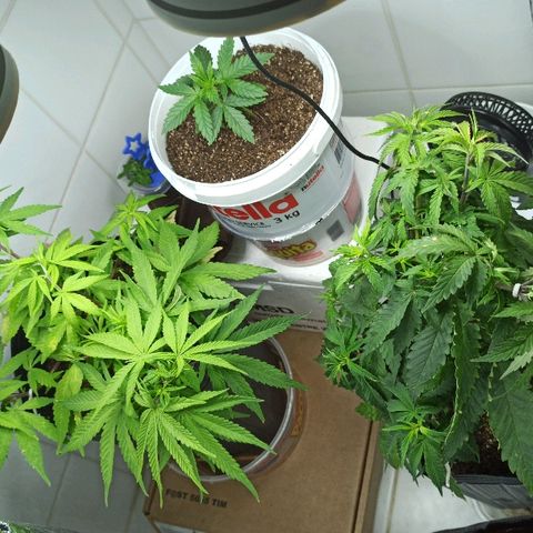 MassSuperSkunk growlog timeline photo