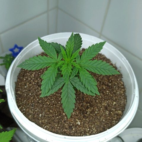 MassSuperSkunk growlog timeline photo