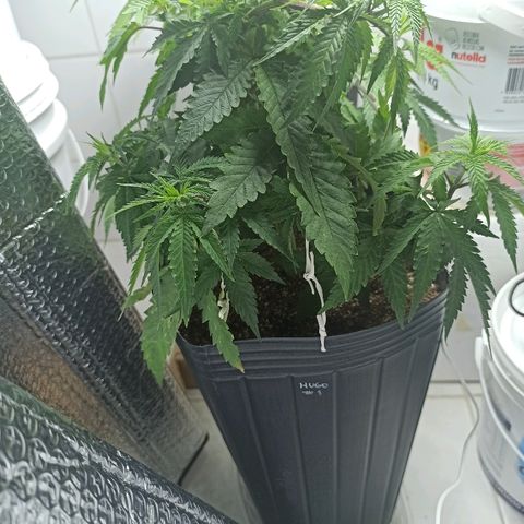 MassSuperSkunk growlog timeline photo