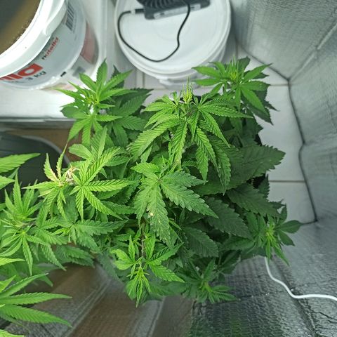 MassSuperSkunk growlog timeline photo