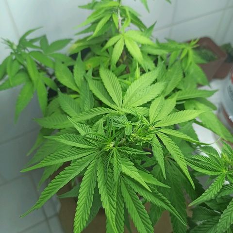 MassSuperSkunk growlog timeline photo