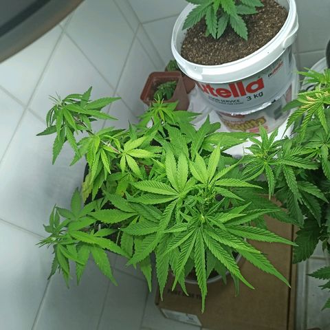 MassSuperSkunk growlog timeline photo