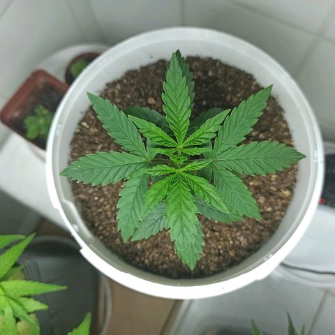 MassSuperSkunk growlog timeline photo