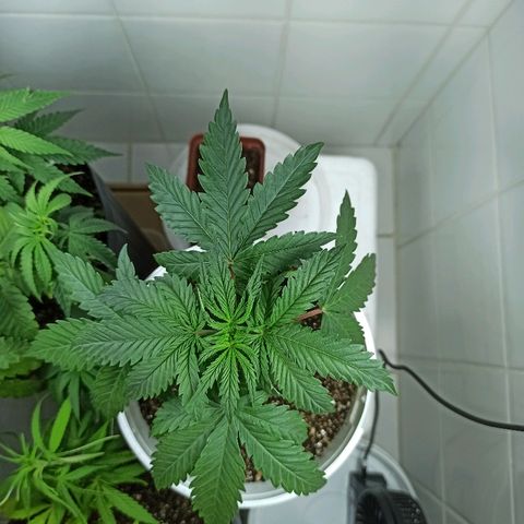 MassSuperSkunk growlog timeline photo