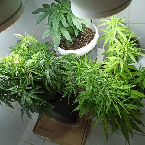 MassSuperSkunk growlog timeline photo