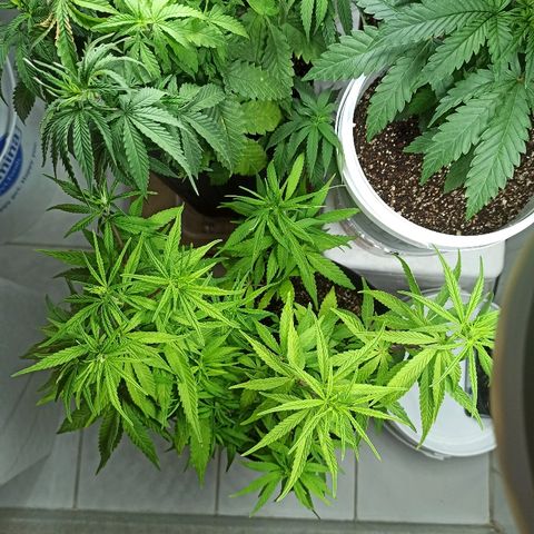 MassSuperSkunk growlog timeline photo