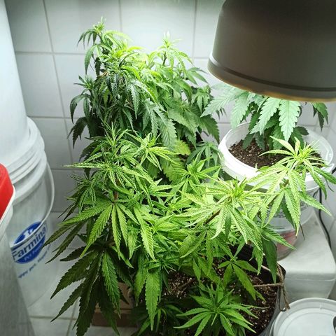 MassSuperSkunk growlog timeline photo