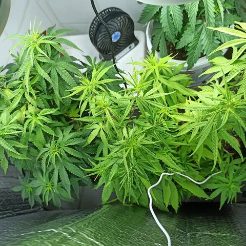 MassSuperSkunk growlog timeline photo