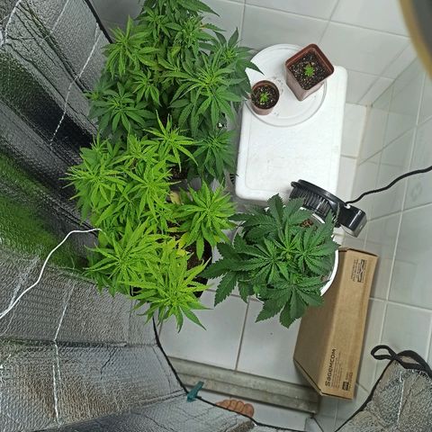MassSuperSkunk growlog timeline photo