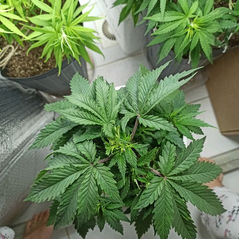 MassSuperSkunk growlog timeline photo