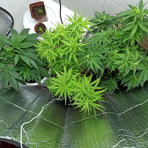 MassSuperSkunk growlog timeline photo