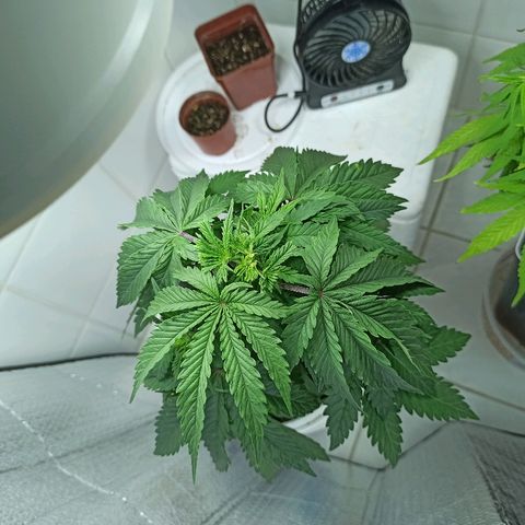 MassSuperSkunk growlog timeline photo