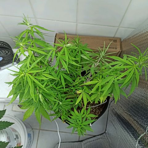 MassSuperSkunk growlog timeline photo
