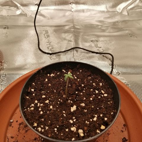 Blackberry Nuggets growlog timeline photo